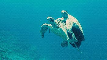 Free Animated Turtle Gifs at Best Animations