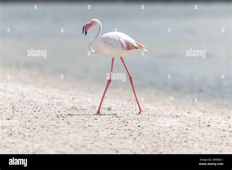 Flamingos in Ras al Khor Reservation, Dubai, UAE Stock Photo - Alamy