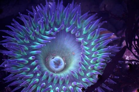 Blue Sea Anemone