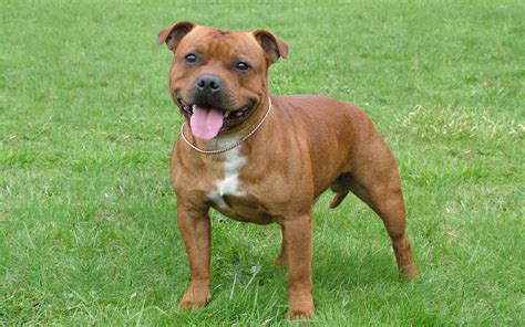 The Staffordshire Bull Terrier: a courageous, loving family companion ...