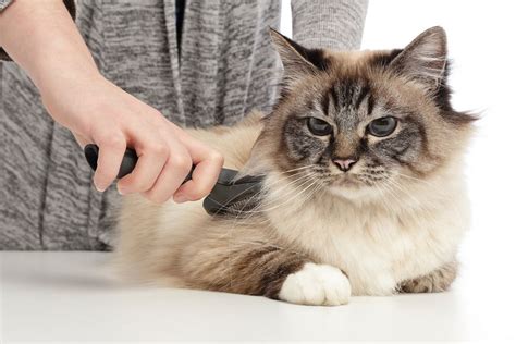 The 10 Best Brushes for Long-Haired Cats (2021 Review)