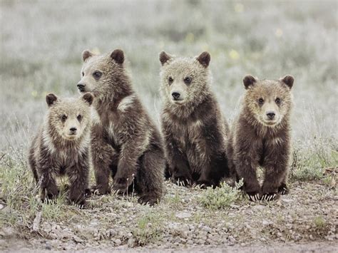 Grizzly Bear 399 With Four Cubs in Grand Teton National Park May 2020 ...