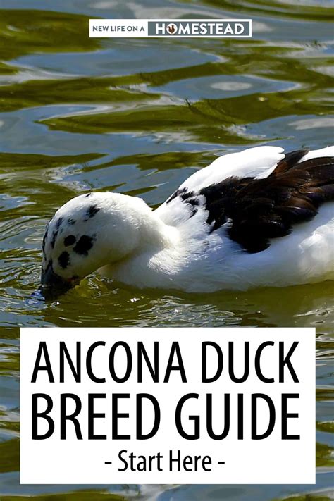 Ancona Duck Breed Guide - Start Here • New Life On A Homestead