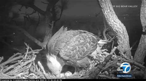 Nest camera: Bald eagle chick expected to hatch any minute in Big Bear ...