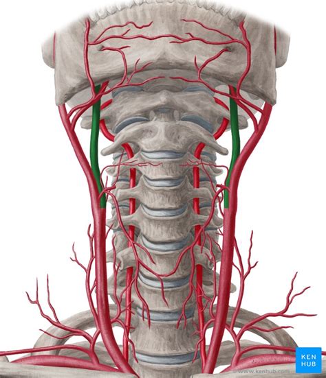 Cabeza Chaleco Volcánico anatomia de las carotidas cadena Trampas exótico