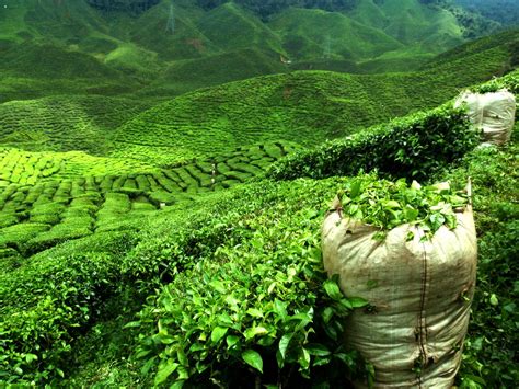 Tea in India: a long-lived love of chai | Faraway Worlds