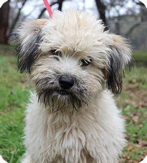 Pictures of LARSON a Border Terrier/Poodle (Miniature) Mix for adoption ...