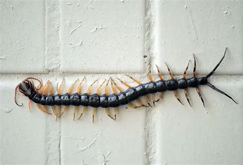 What Happens if You Get Bitten by a Centipede? Symptoms, Treatment