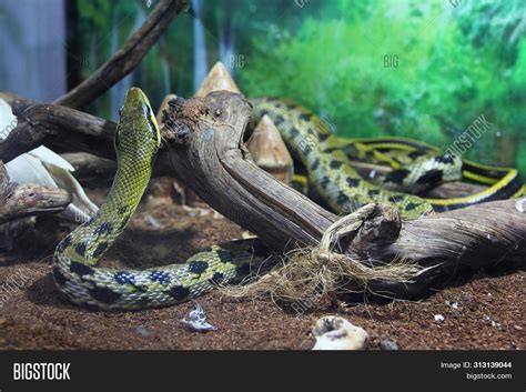 Snake Terrarium. Image & Photo (Free Trial) | Bigstock