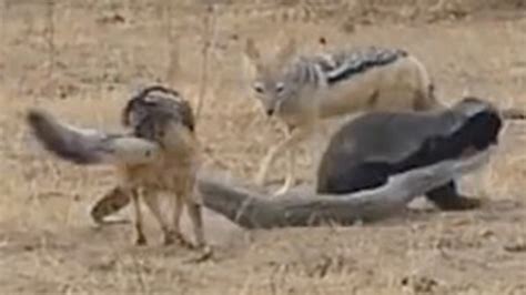 Intense Showdown Between Fearsome Animals | RTM - RightThisMinute