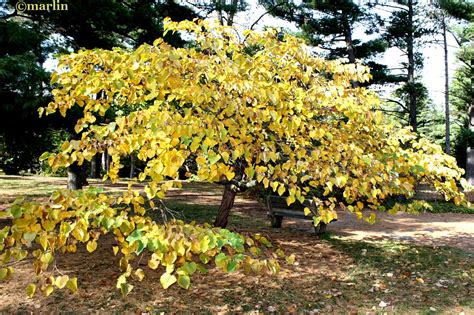 Eastern Redbud - North American Insects & Spiders