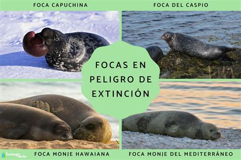 Camino tifón Acostado foca de casco en peligro de extincion capacidad ...