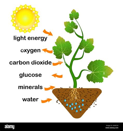 Photosynthesis Diagram