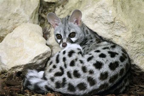 Common Genet - Facts, Diet, Habitat & Pictures on Animalia.bio