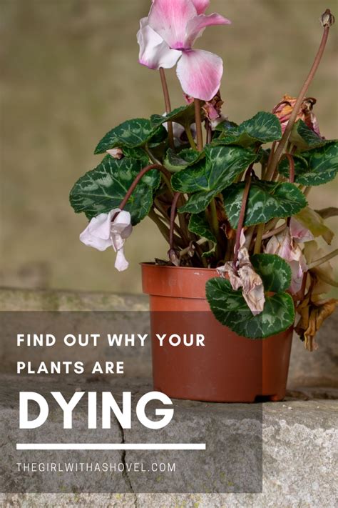 Why is my Plant Dying? Here are the Reasons... | The Girl with a Shovel