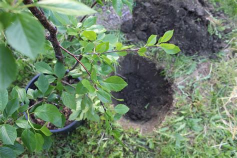 How to Plant a Fruit Tree ~ Step by Step Guide — Practical Self Reliance