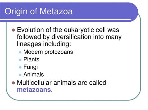 PPT - Sponges and Placozoans PowerPoint Presentation, free download ...