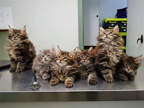 50 Cute Maine Coon Kittens That Are Actually Giants Waiting To Grow Up ...