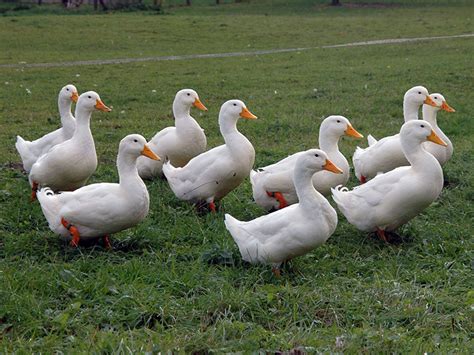 Pekin Ducks | Oklahoma State University