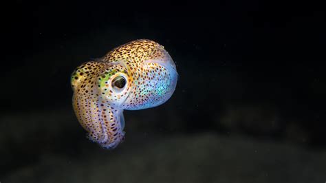 This Squid’s Glowing Microbes Can Reprogram Its Eyes From Afar | NOVA | PBS