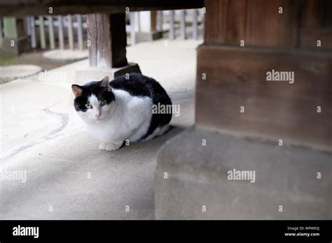 Cat Sitting Under Table Stock Photo - Alamy