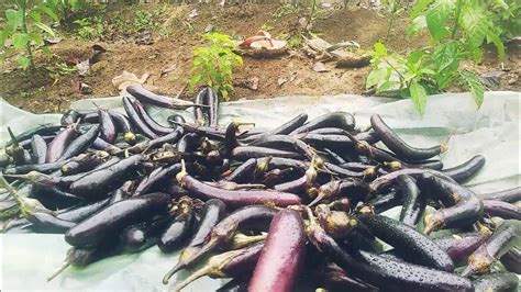 HARVESTING EGGPLANT IN THE FARM GOOD QUALITY HARVEST EAST-WEST SEED ...