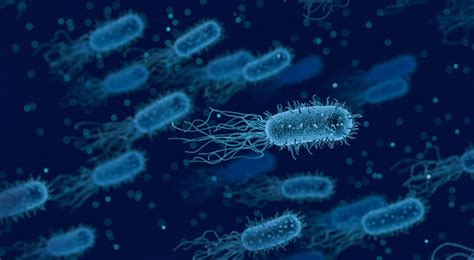 Bacteria: Structure, Types, Classification, and More | Healthtian