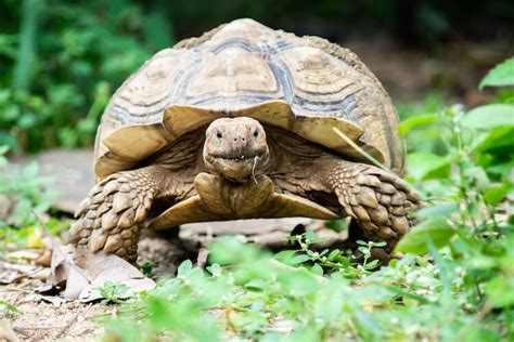 Never had tortoises before! I have no idea what im doing! | Tortoise Forum