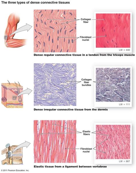 different types of muscles and their functions