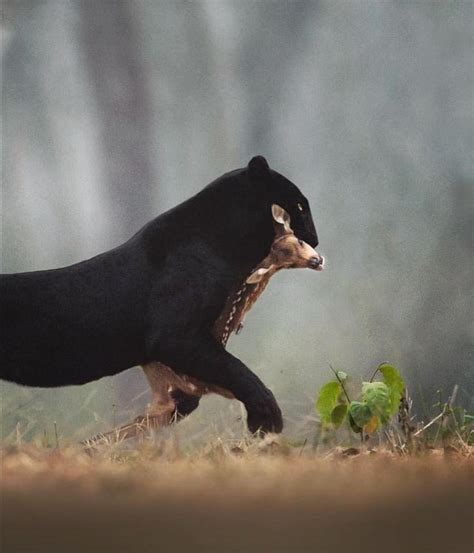 Black Panther Hunting Prey