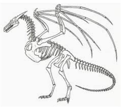 Dragon Anatomy - Dragons