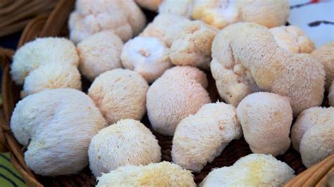 7 Amazing Health Benefits of Lion’s Mane Mushrooms