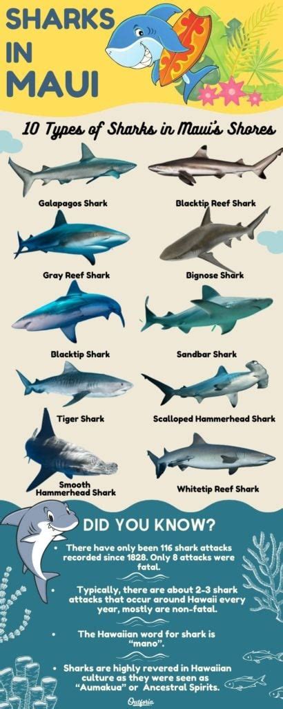 10 Types of Sharks In Maui: List with Facts and Photos