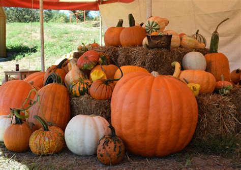 10 pumpkin patches in and around Fayetteville | Fayetteville Flyer