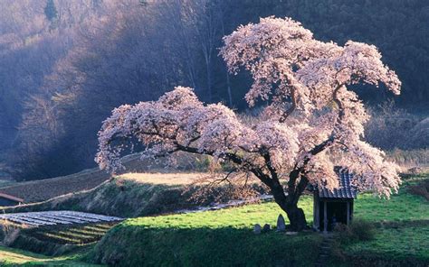 Cherry Blossom Tree - Trees Photo (19838737) - Fanpop