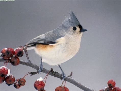 NANEPASHEMET: Tufted Titmouse Return