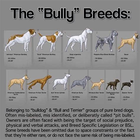 Bully chart | Pitbull terrier, American pitbull terrier, Bully dog