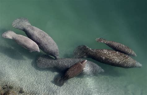 Florida to Test Manatee Feeding Program as Beloved Animals Are Dying at ...