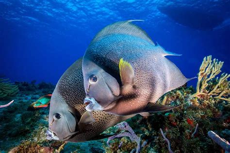 Scuba Diving Mexico | Cozumel • The Riviera Maya • Isla Mujeres - DIVE ...