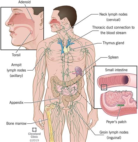 Immune System: Parts & Common Problems