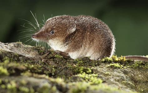 Curious Questions: How did shrews get such a bad name? - Country Life