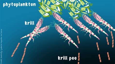 Thrill to the Krill – Mongabay Kids