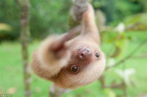 Baby sloths in Costa Rica sanctuary where they learn all about life in ...