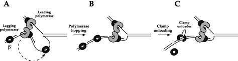 Recycling of sliding clamps during DNA replication. As illustrated in ...