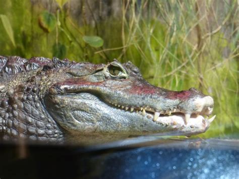 Cayman,crocodile,alligator,animals,animal - free image from needpix.com