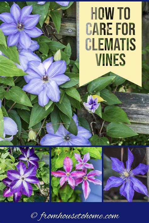 Clematis Vine Care: Planting, Growing and Pruning Tips - Gardening ...