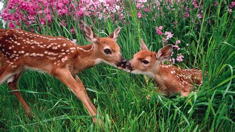 Spring Baby Animals Desktop Wallpapers (48+ images)