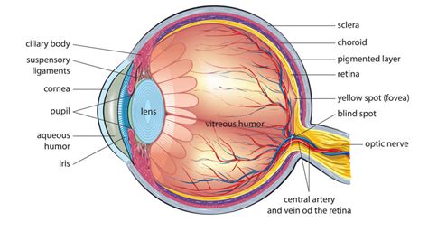 Vitreous Humor Function | What You Should Know