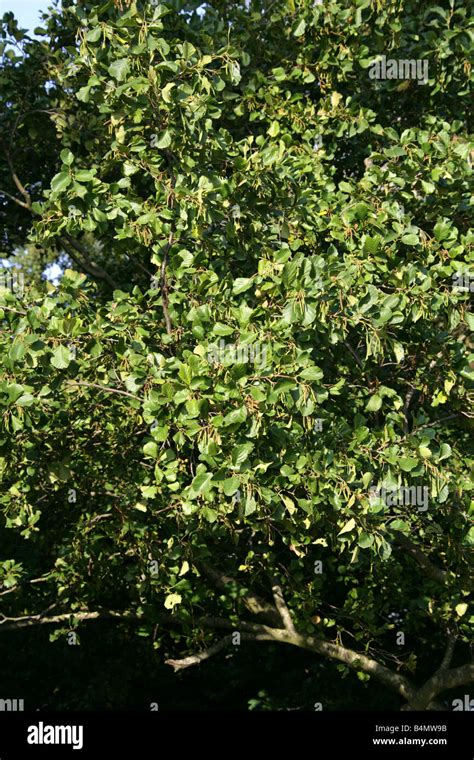 Black Alder, European Alder or Common Alder Tree, Alnus glutinosa ...