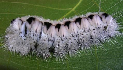 Have you seen a black and white caterpillar in your yard? | Red Cedar Inc